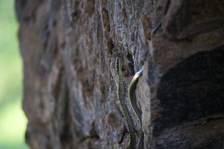 Climbing wildlife rock photo