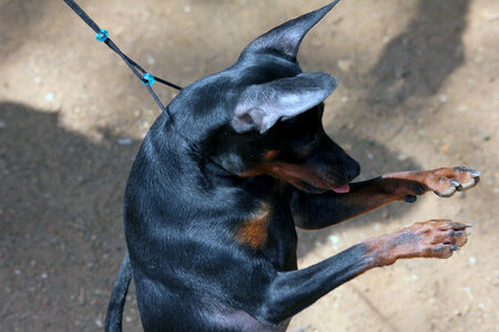 Min Pin Standing On Two Legs