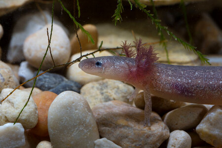 Barton Springs Salamander-2 photo