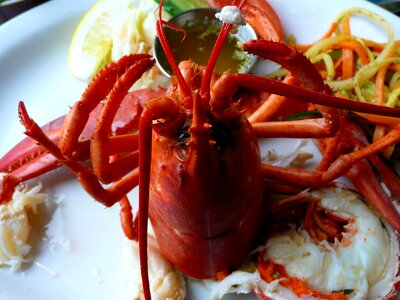 Red food shellfish