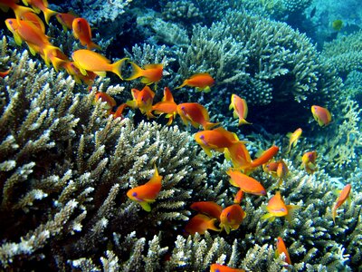 Fish coral underwater world photo