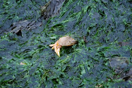 Captured algae beach