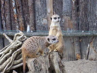 Meerkat zoo Free photos