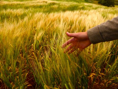 Harvest organic agricultural