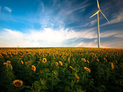 Yellow Sunflowers Field and Wind Power photo