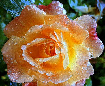 Bloom flowers beauty