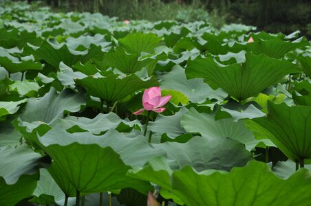 Plant flowers lotus leaf photo