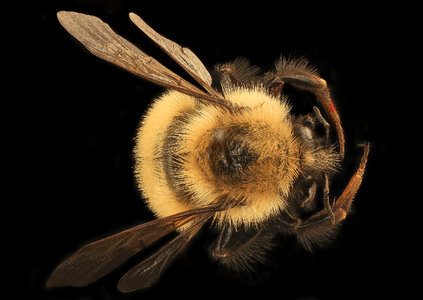 Bumble Bee Closeup