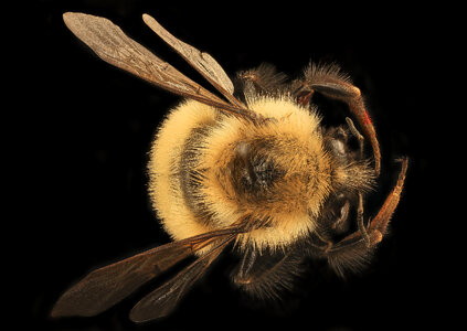 Bumble Bee Closeup photo