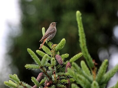Feather nature fir tree photo