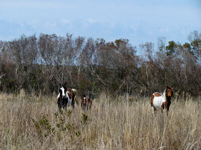 Chincoteague ponies