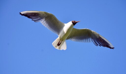 Bird white gray