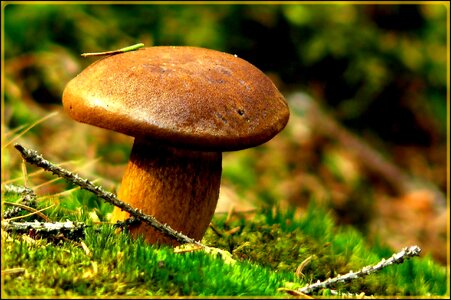 Nature seasons chestnut mushroom