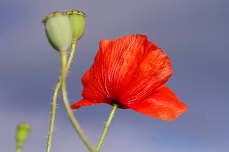 Red flower close up