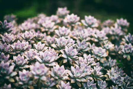 Botanical flora gardening photo