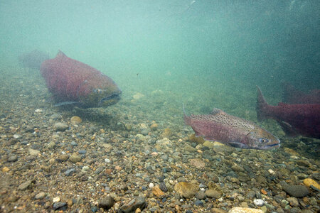 Chinook salmon-5