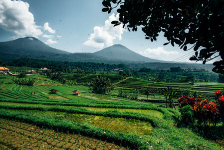 Rice Paddy in the Morning photo