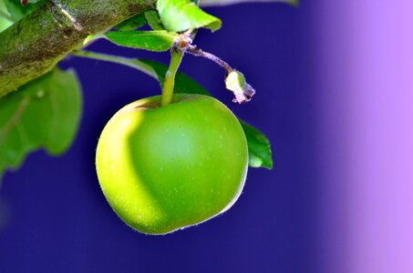 Beautiful Photo branch fruit