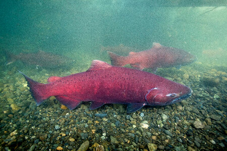 Chinook salmon migrating-1