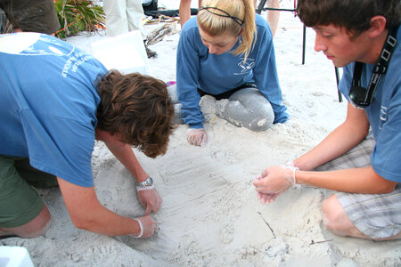 Sea Turtle egg relocation-4 photo