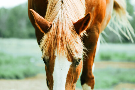 Horse Hair Equine photo