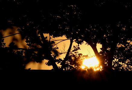 Branches leaves glow photo