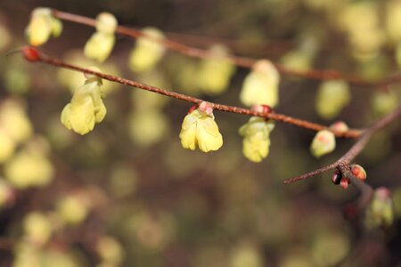 Agriculture beautiful flowers biology
