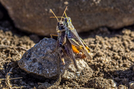 Grasshoppers