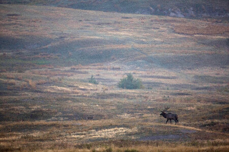 Bull Elk scenic photo