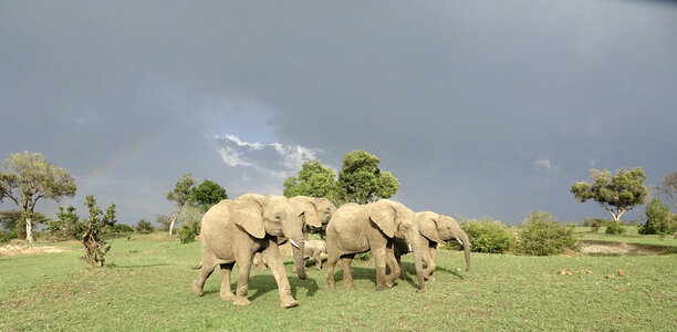 African Elephants Walking across the grassland photo