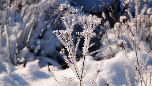 White cold branch