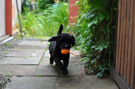 Poodle mix running with his toy photo