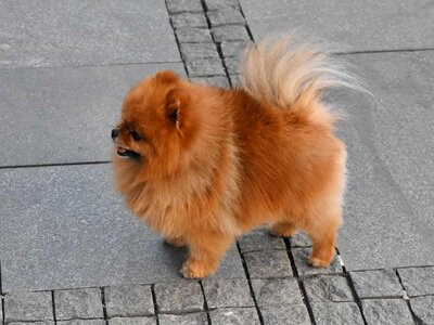 Canine cute fur photo