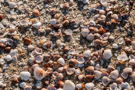 Sea mollusks tropical coastline