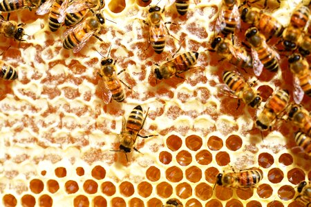 Honeycomb combs beehive