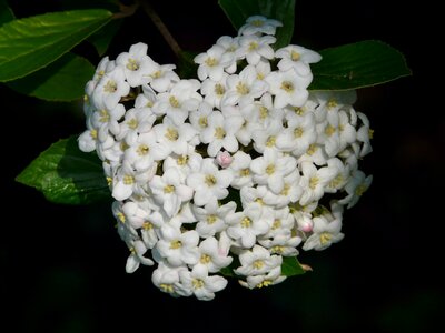 Blossom bloom bush photo