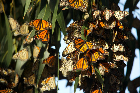 Monarch butterflies-1