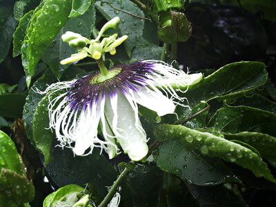 Passion flower plant passifloraceae plant