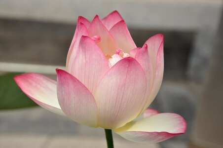 Flower plant flowers