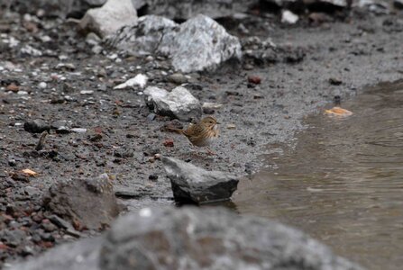Sparrow water 