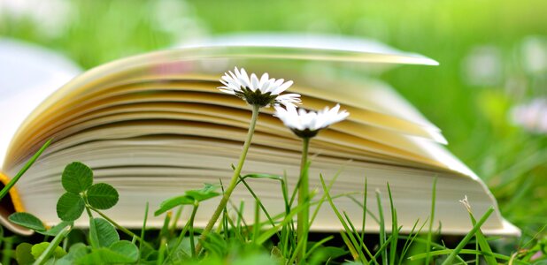 Book clover daisy photo