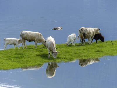 Mammals large nature photo