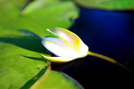 water lily photo