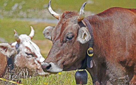 Agriculture animal beef