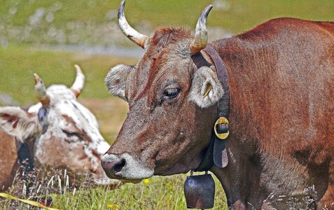 Agriculture animal beef photo