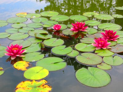 Lillies rosa green photo