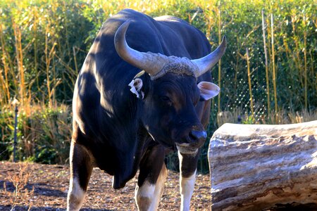 Animal big horn bull