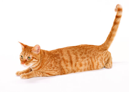 red male cat photo