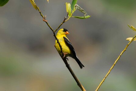 American bouquet Carduelis carduelis