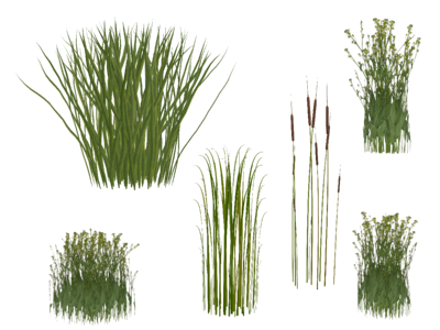 Isolated Grass